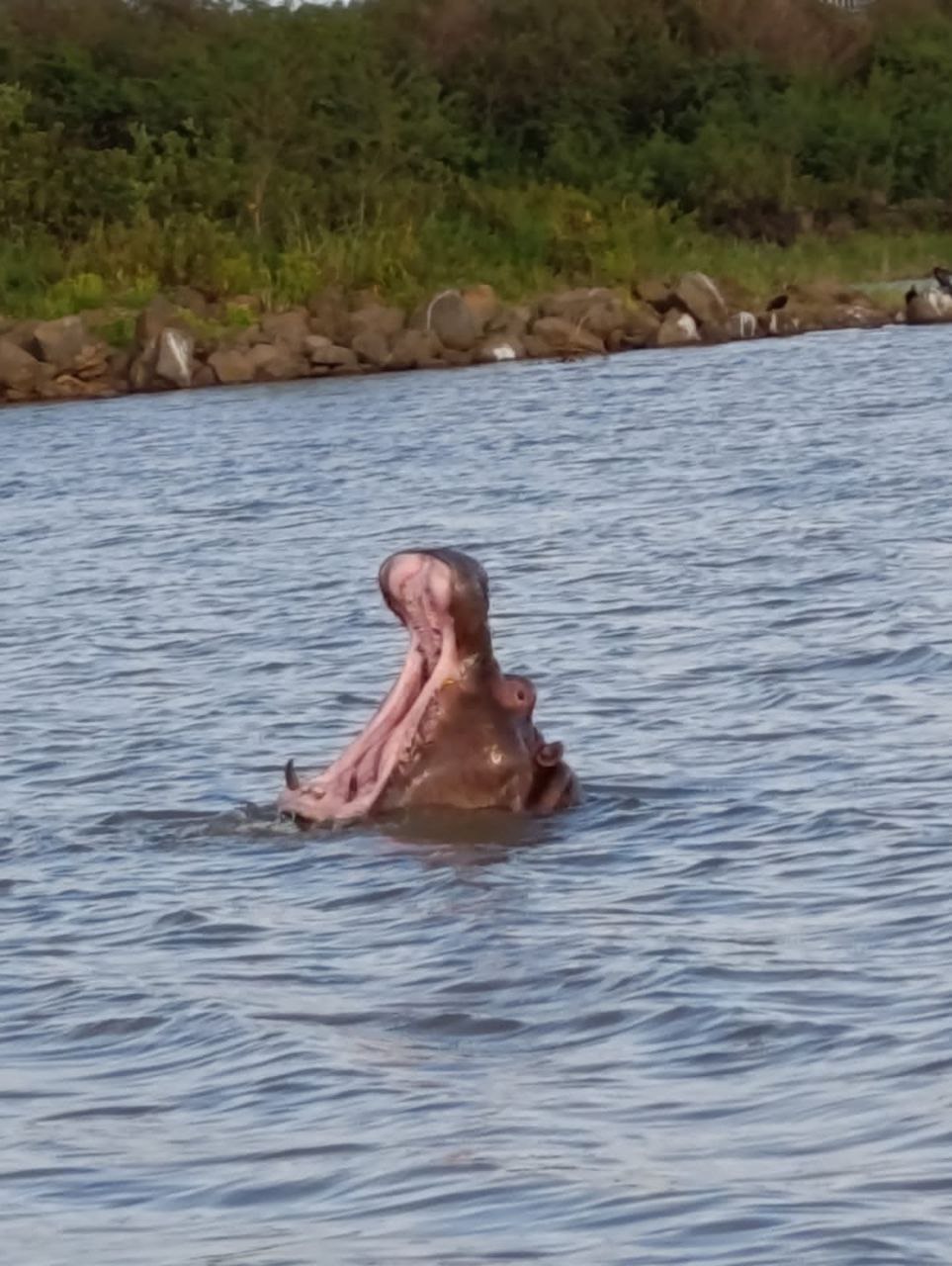 Hippopotamus in the Nile River